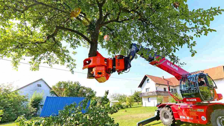 Emergency Tree Removal? Trust Advanced Tree Service for Quick, Reliable Help