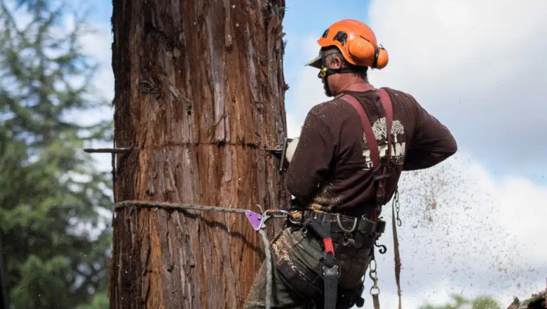 Seasonal Tree Care Tips from a Professional Arborist in Dallas