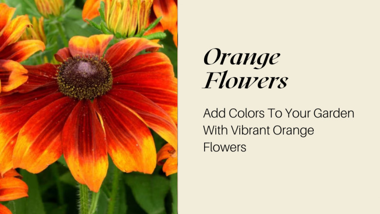 Add Colors To Your Garden With Vibrant Orange Flowers