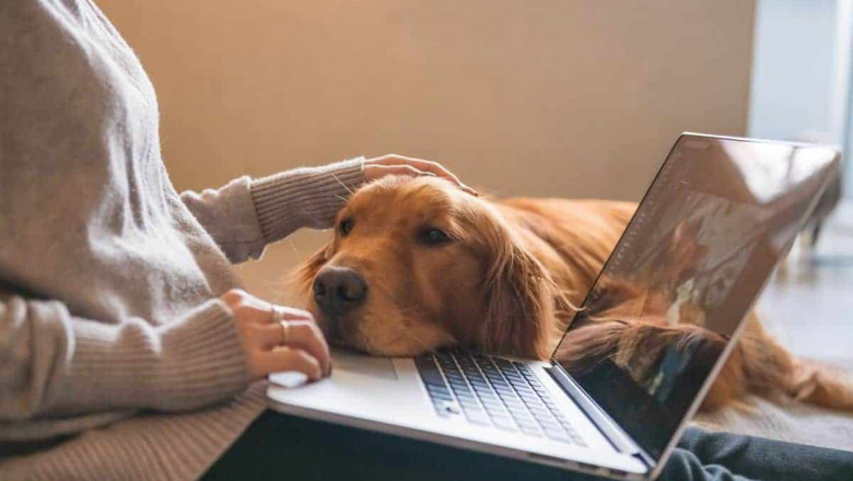 Why Marketing for Dog Training Is the Best Bet for Visibility