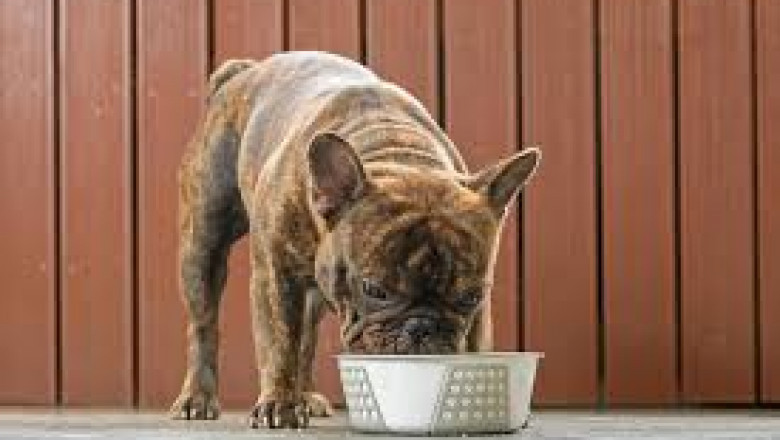 9 Proven Dog UTI Treatments: Quick Relief Guide