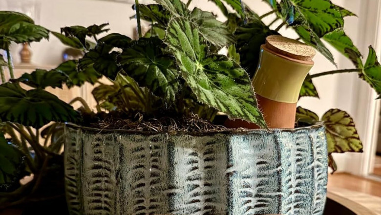 The Complete Guide to Self-Watering Planters: How They Work & Why Your Plants Need One