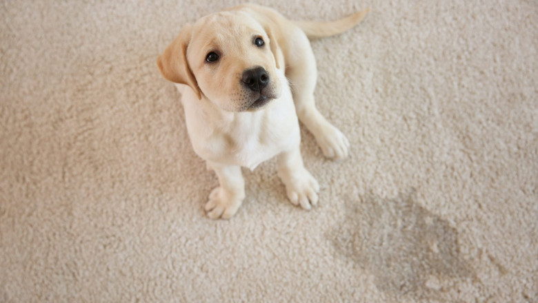 Pet Stain Removal Services Denver, CO