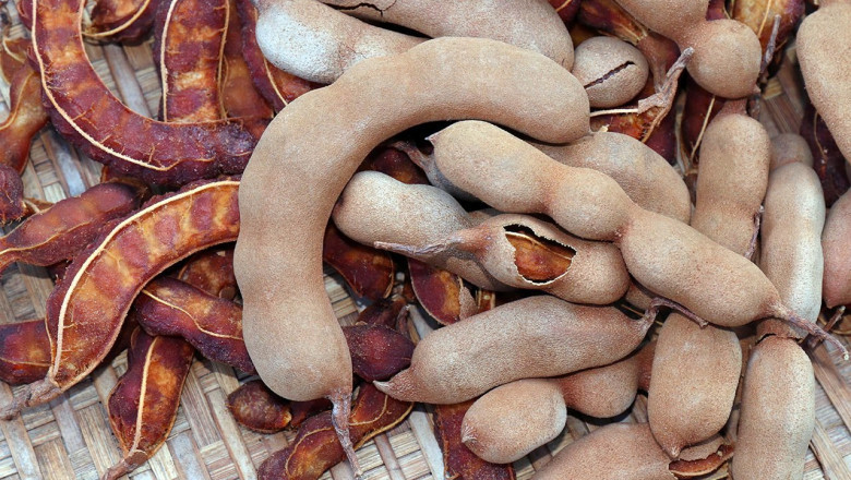 Tamarind Processing Plant Cost 2025: Detailed Project Report, Raw Materials and Unit Setup