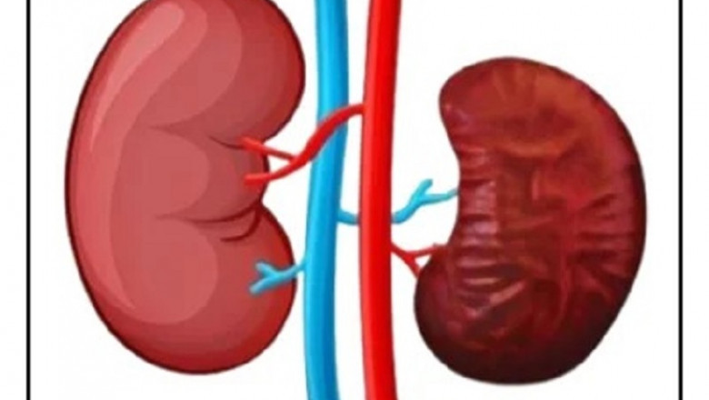 Exploring Ayurvedic Treatment For Kidney Shrinkage: Ancient Solutions for Renal Health