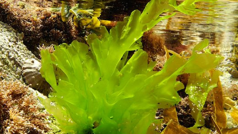 Ulva Lactuca Market to Soar with Algal Bioprocessing Advances