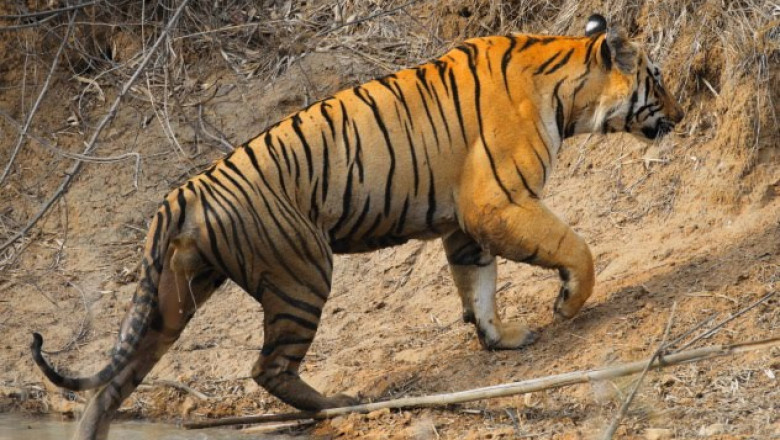 How to Book Tadoba Jungle Safari Online