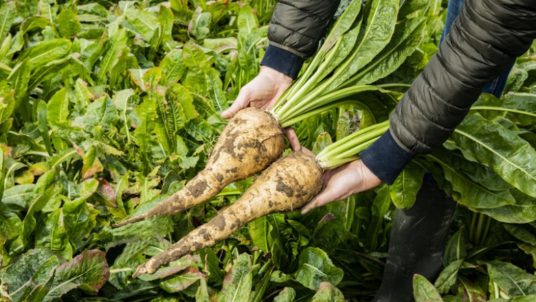 Equipments and Machinery Requirements Report For Chicory Processing and Plant Setup
