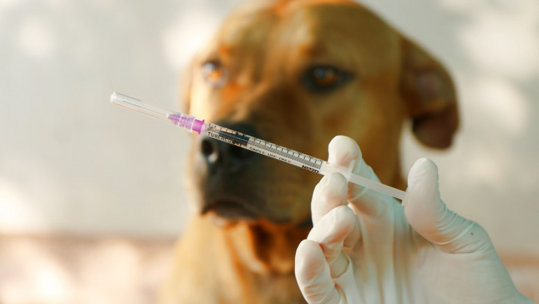Global Canine Influenza Vaccine Market Amid H3N2 Resurgence