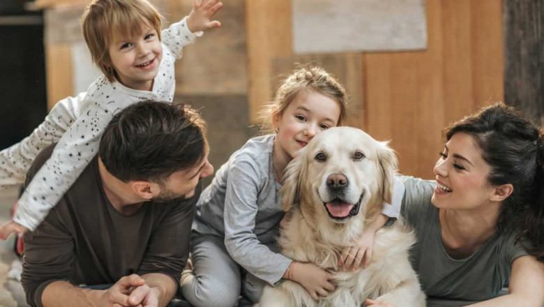 What to Do if Your Pet Is Injured in an Accident?