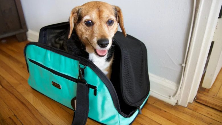 Discover the Comfort and Ease of Using a Dog Carry Sling