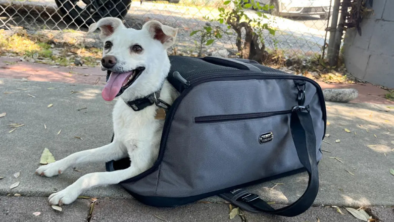 "Comfort on the Go: How to Keep Your Dog in a Carrier Stress-Free"