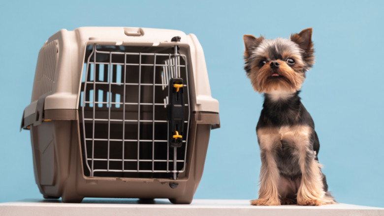 Relocating Pets Smoothly with Professional Help