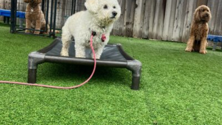 Hiking and Outdoor Adventures with Your Good Walker Long Line Leash