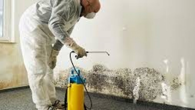 Top 10 Mold Removal Companies in South West Florid