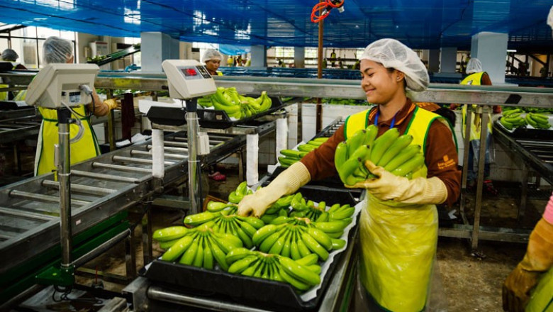 Banana Processing Plant Report 2025: Investment Opportunities and Industry Trends