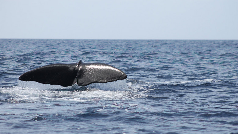 Whale Watching in St. Lucia: What to Expect on Your Ocean Adventure