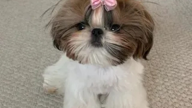 Adorable Shih Tzu Hair Styles You’ll Love