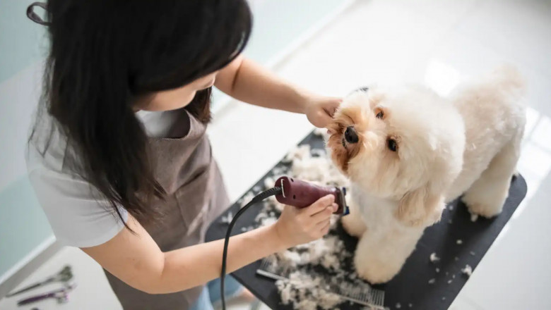 Start a Mobile Pet Grooming Business Today