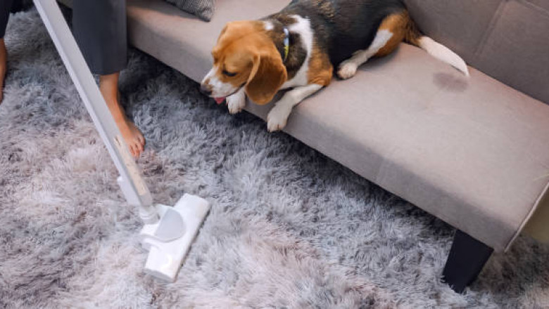 Can Pet Hair Be Fully Removed in Brooklyn? Here's the Truth!