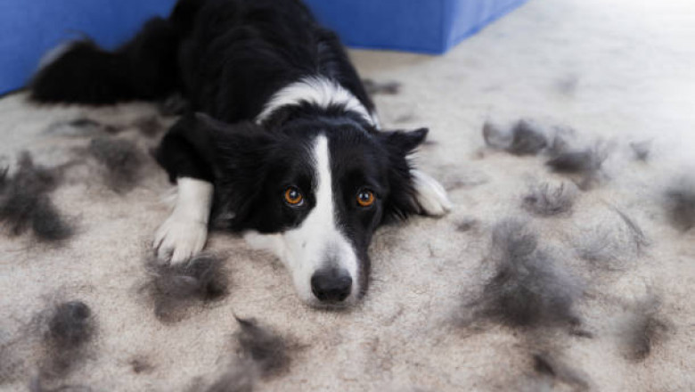 The Ultimate Guide to Removing Pet Hair in Brooklyn Apartments