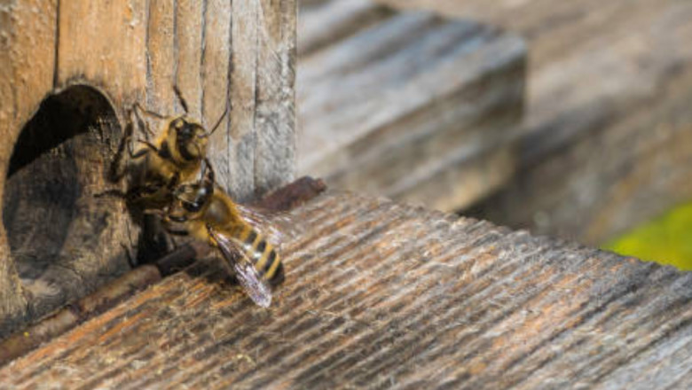 How Climate Affects Bee Nesting Near Your Home