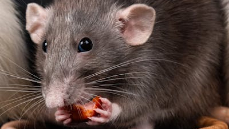 Understanding the Hidden Threat: How Rats Invade Homes in Perth