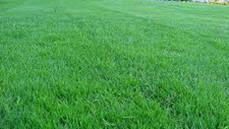 Kentucky 31 Tall Fescue: Benefits, Care Tips, and Growing Guide