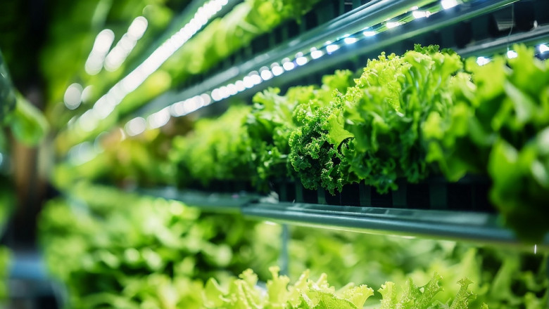 How to Reduce Heat and Maintain Optimal Temperature with LED Grow Lights