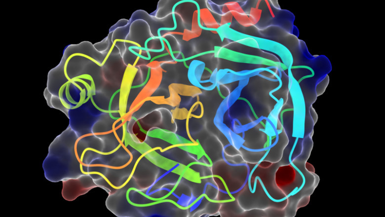 Trypsin Market to Soar on Enzyme Immobilization Technology