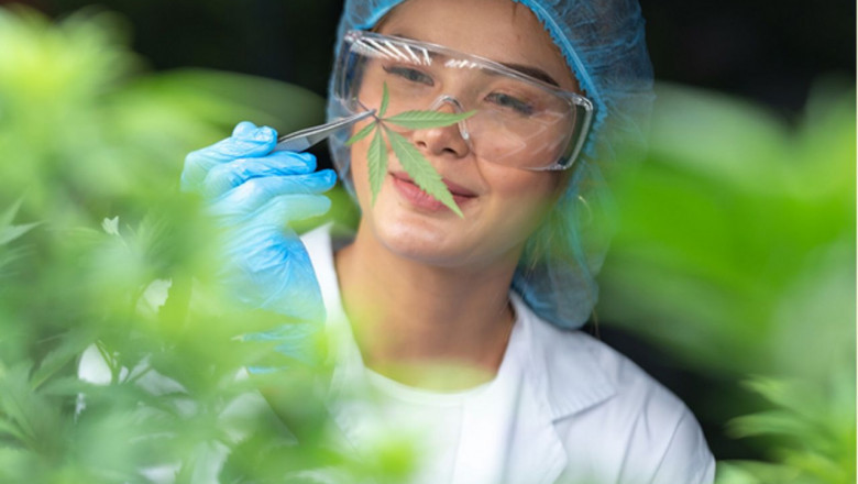 New Florida Laws You Should Know About Medical Marijuana Cards