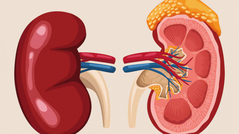 Exploring Ayurvedic Treatment for Kidney Swelling: Ancient Solutions for Renal Health