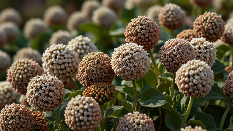 Buckwheat Prices: Real-Time Price Fluctuations and Forecast Data