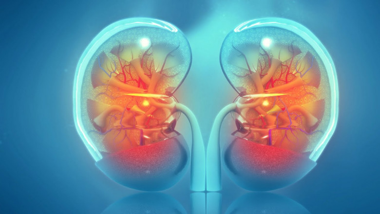 Kidney Transplant Market Dynamics and Growth Forecast