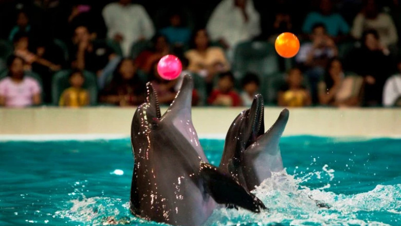 Unforgettable Family Fun at Dubai Dolphinarium: What to Expect